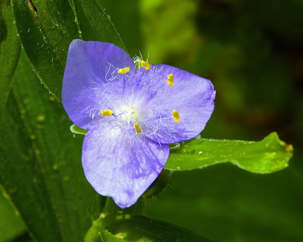 Tradescantia subaspera