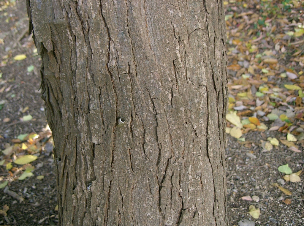 Bark