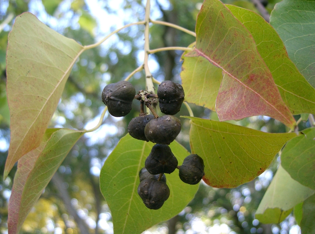 Fruit