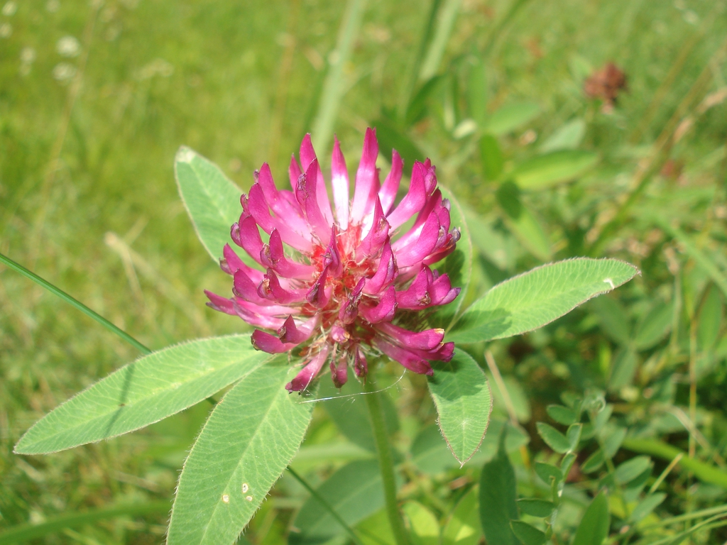 Trifolium pratense