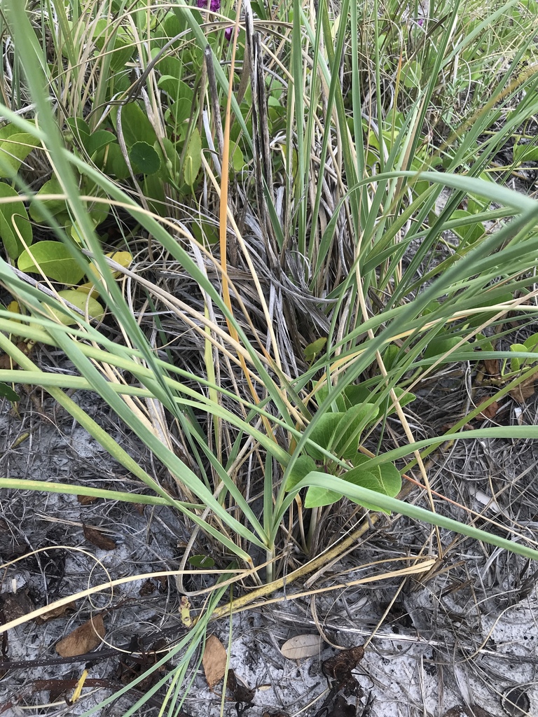 Leaves