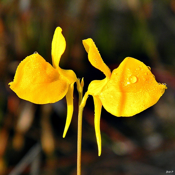 Bladderwort Plant