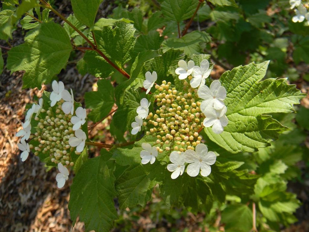Viburnum acerifolium
