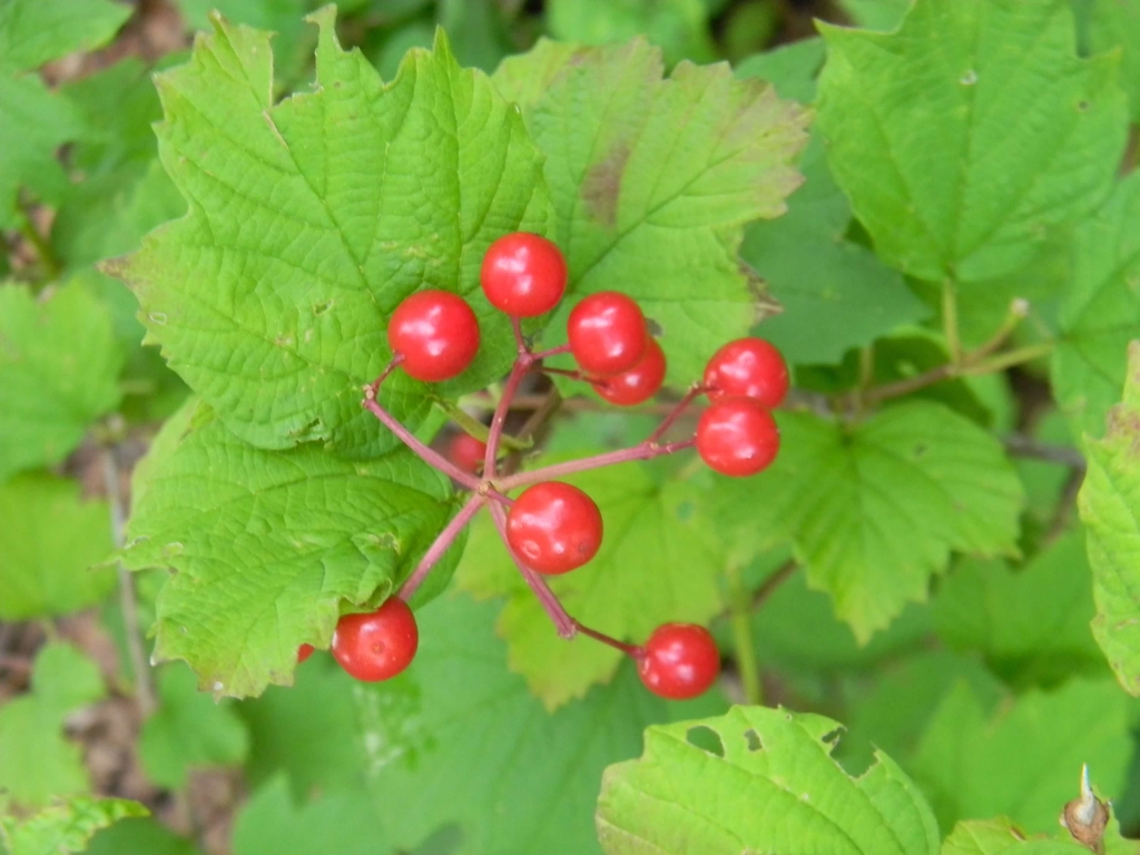 Viburnum acerifolium