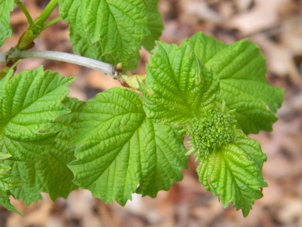 Viburnum acerifolium