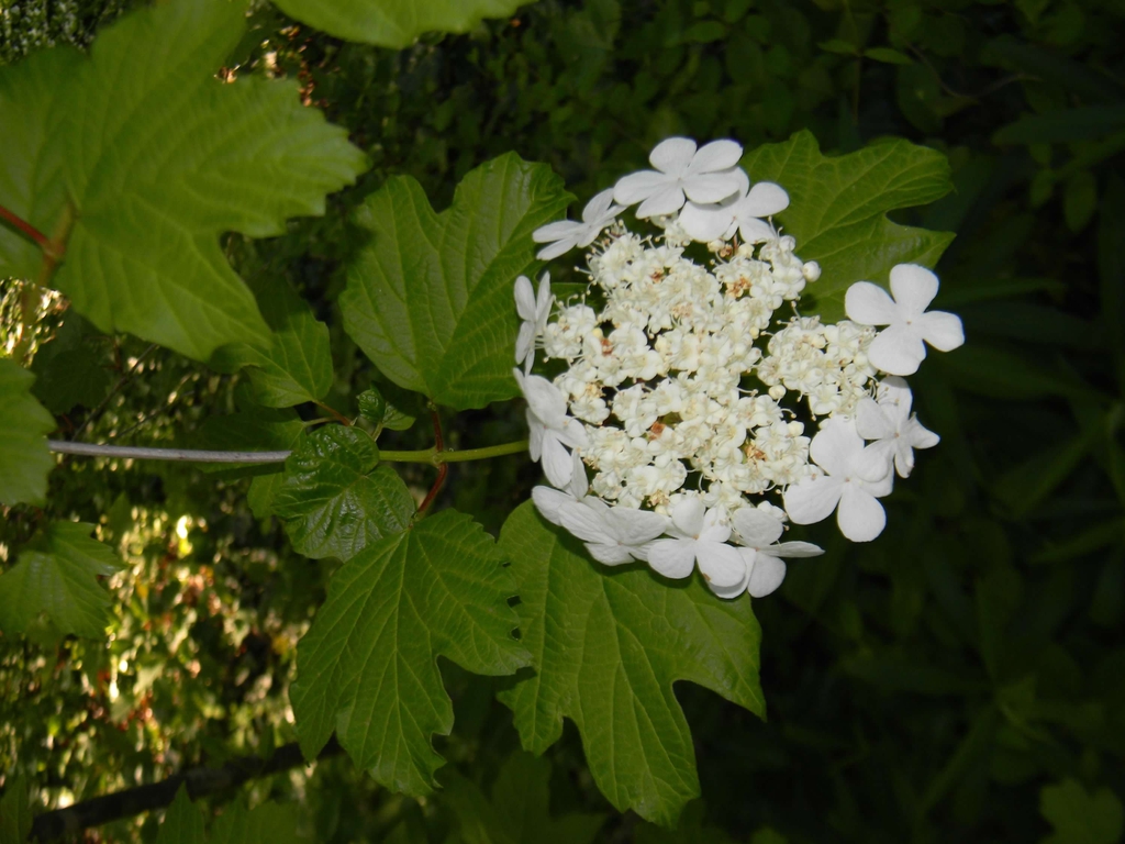 Viburnum acerifolium