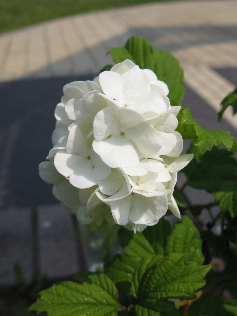 Viburnum opulus