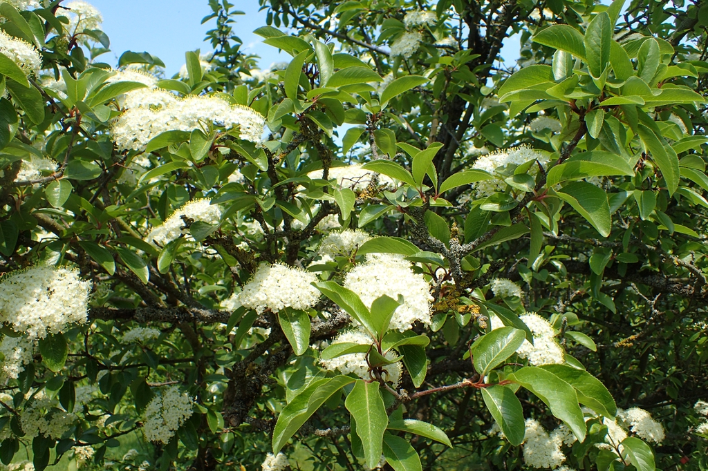 Viburnum rufidulum's flowers and leaves