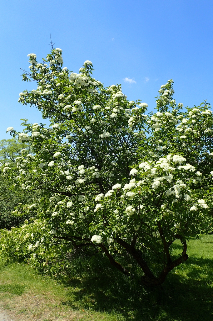 Viburnum rufidulum form