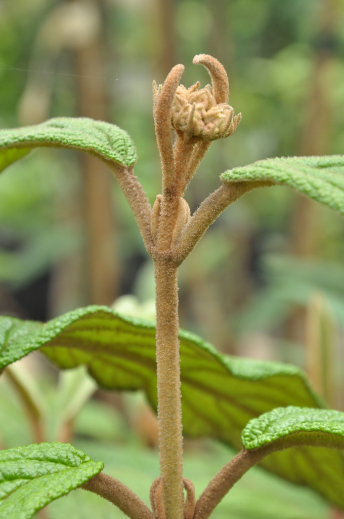 Viburnum x pragense