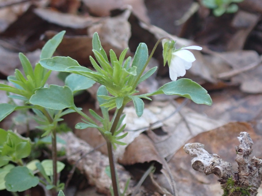 Stem and leaves