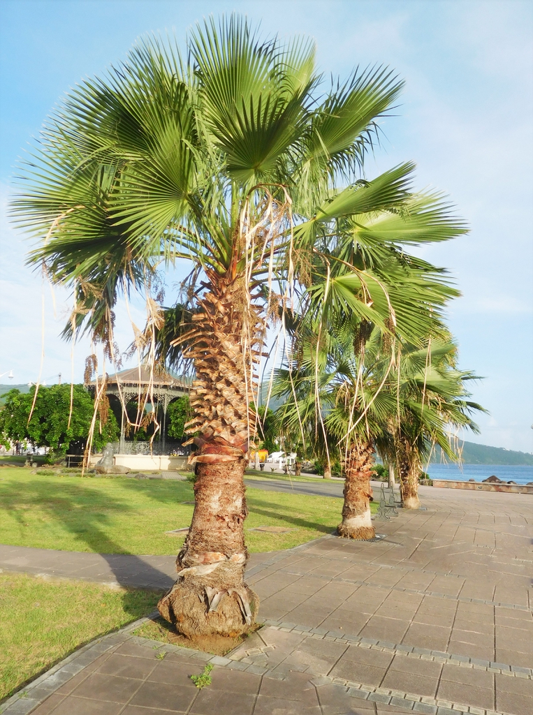 Mexican Fan Palm Washingtonia Robusta North Carolina Extension 