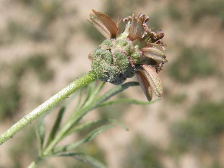 Zinnia anomala