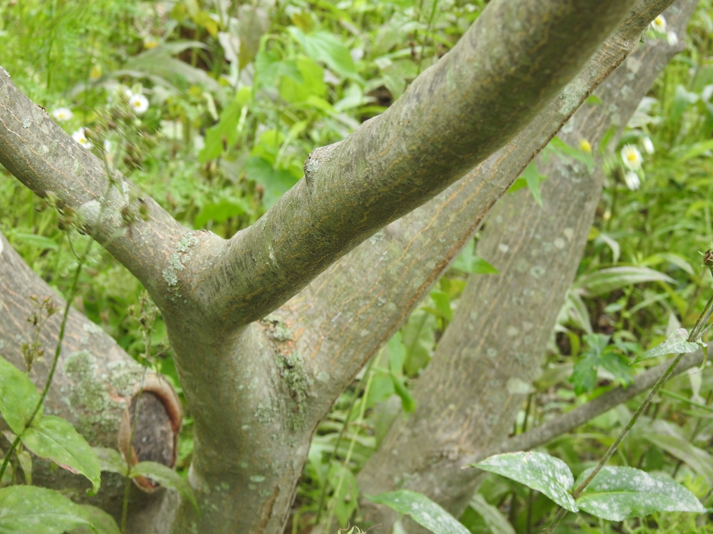 Bark