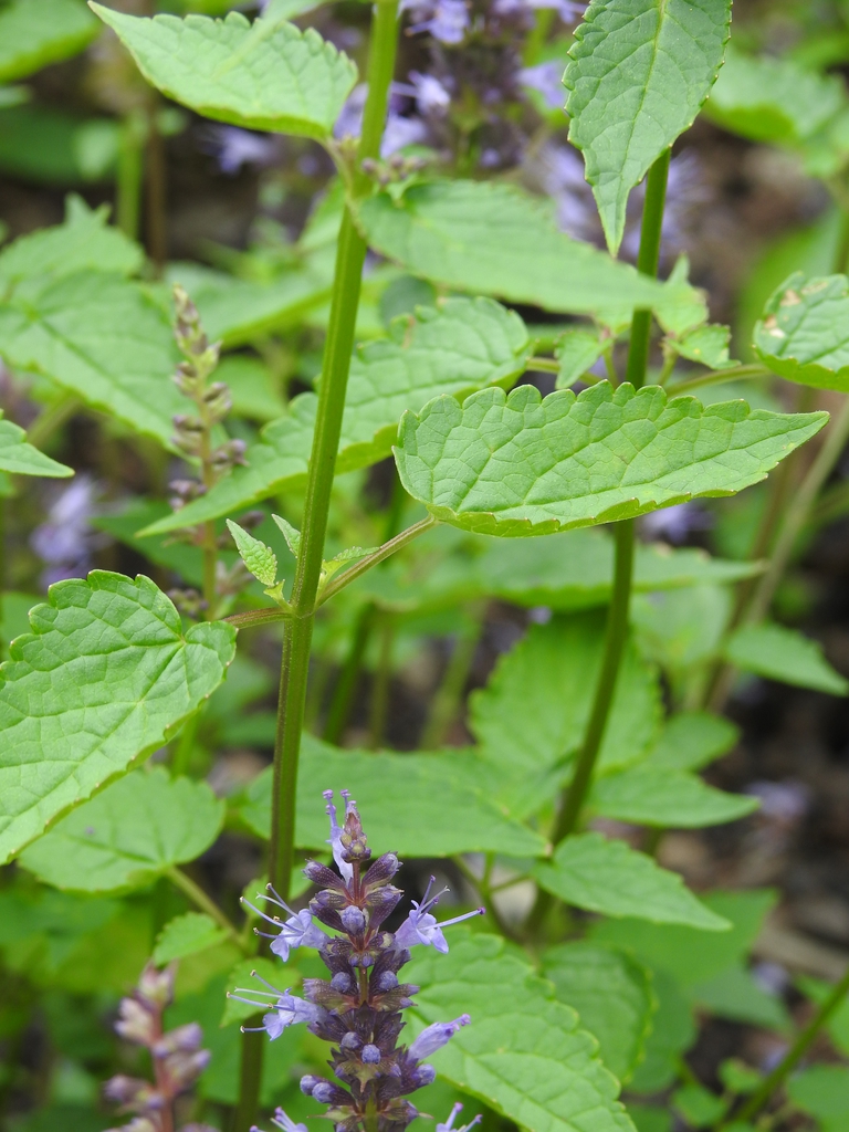 Agastache 'Astello Indigo' stems
