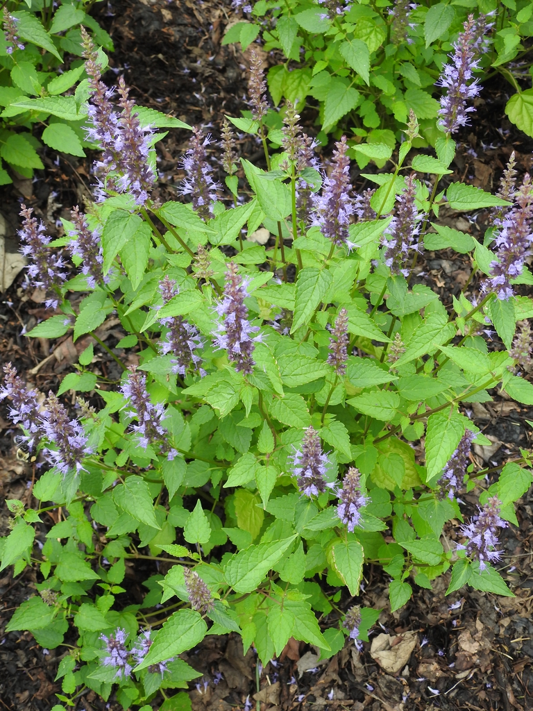 Agastache 'Astello Indigo' form