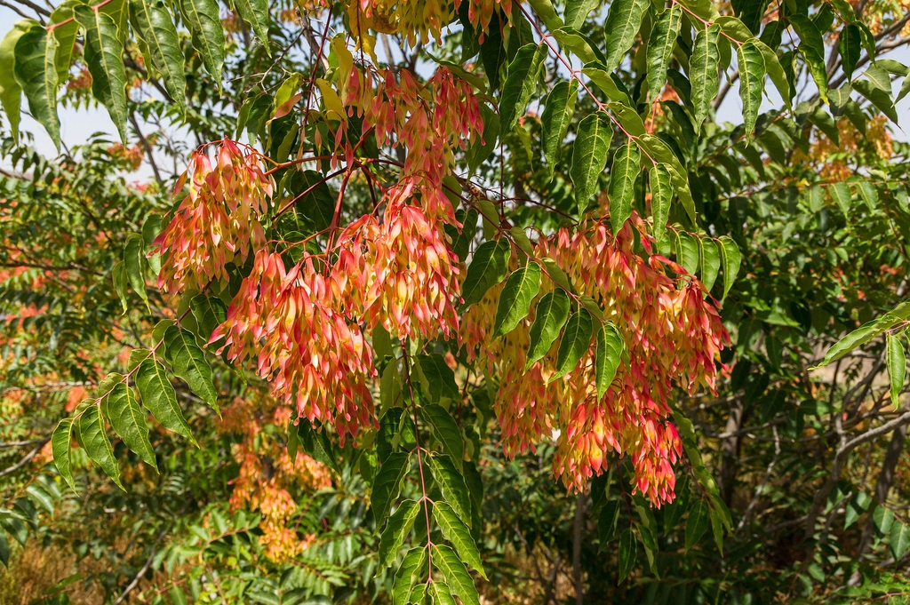 Fruits