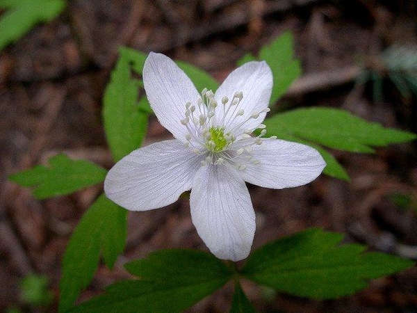 Anemone spp.