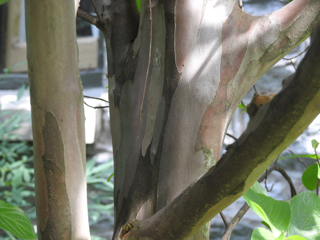 Aristolochia tomentosa bark branching
