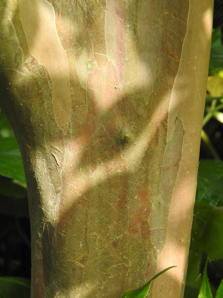 Aristolochia tomentosa winter interesting bark