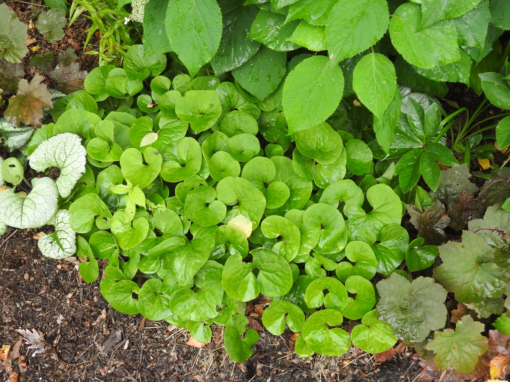 Asarum canadense