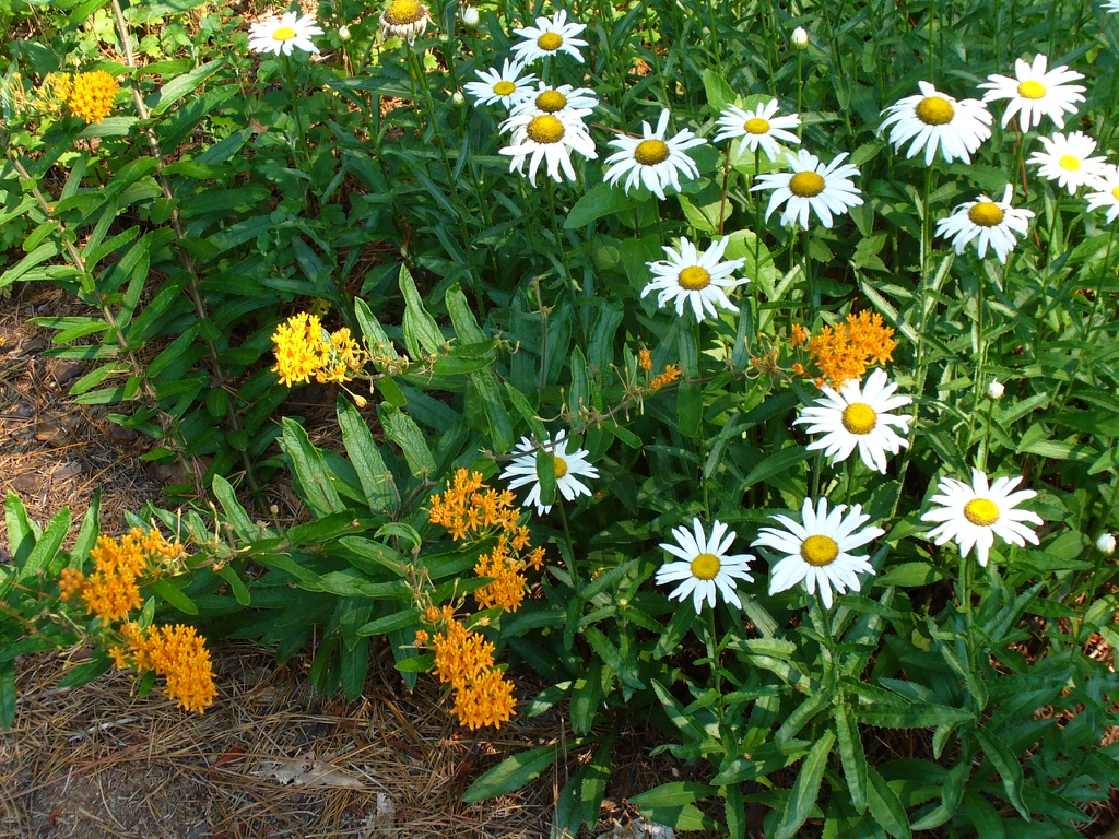 Leucanthemum AMAZING DAISIES® 'Spun Silk' - Garden Crossings