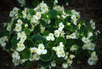Begonia semperflorens
