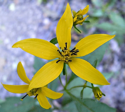 Coreopsis latifolia