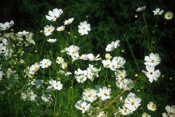 Cosmos spp.