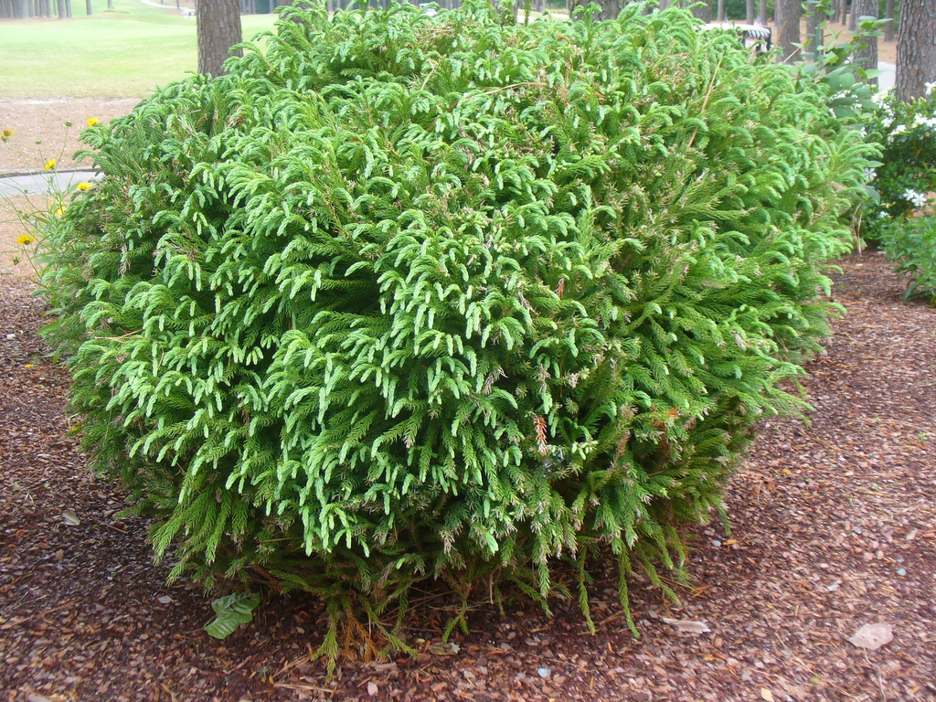 Form in spring in Moore County