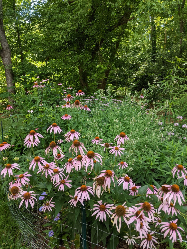 Form mixed planting June 2021