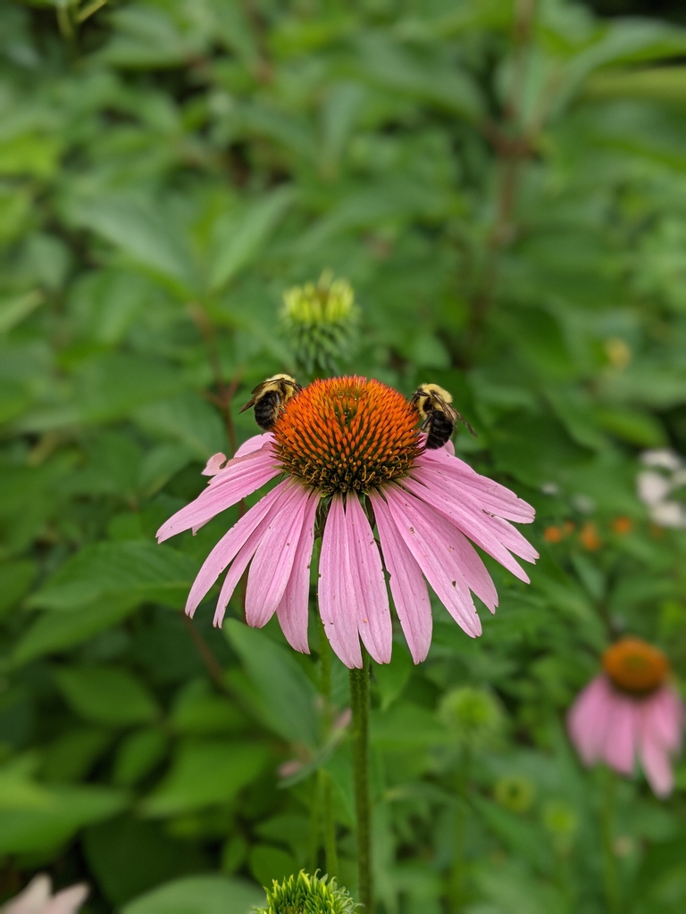 Flowers with bees summer 2021 Cabarrus Co