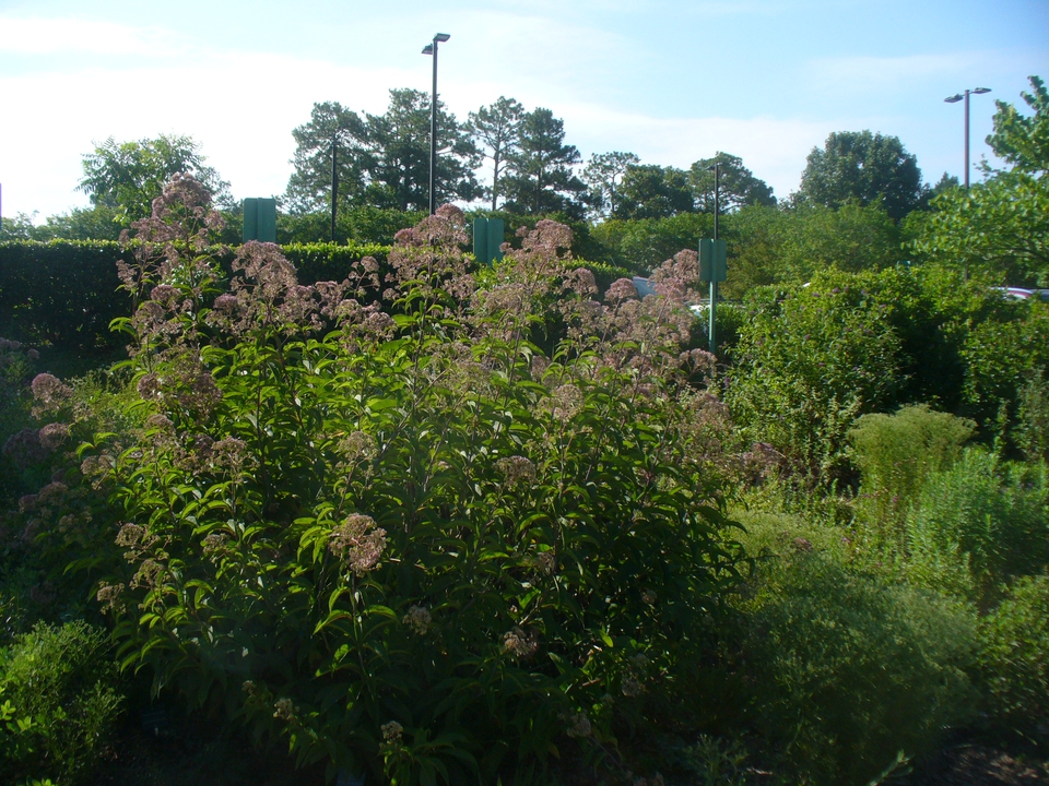 Right side of trail with Joe pye weed in the Summer