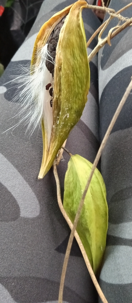 Gonolobus suberosus (Anglepod, Anglepod Milkvine, Angularfruit Milkvine ...