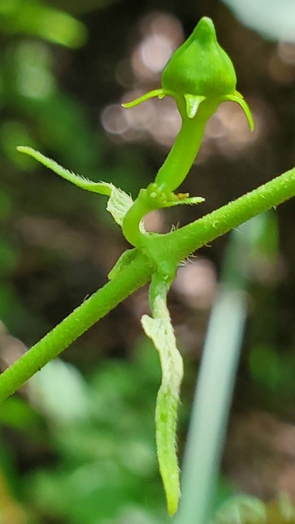Gonolobus suberosus (Anglepod, Anglepod Milkvine, Angularfruit Milkvine ...