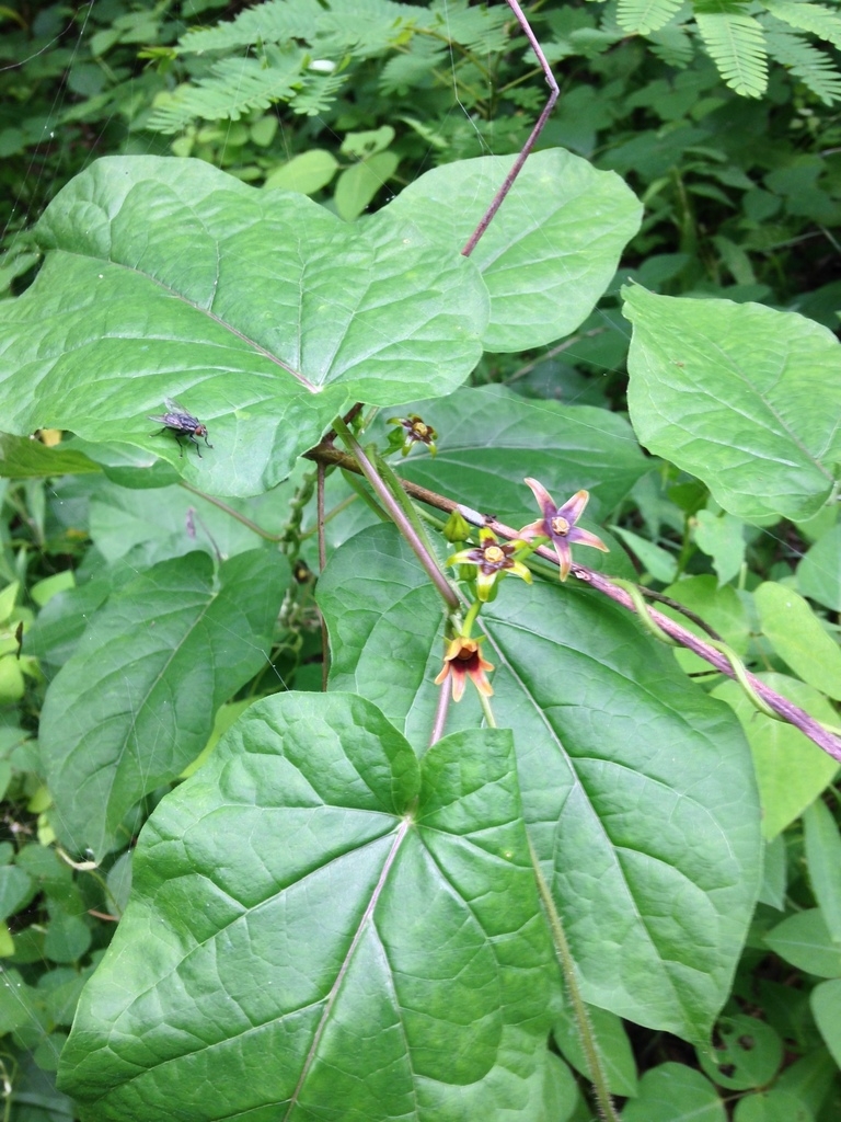 Gonolobus suberosus (Anglepod, Anglepod Milkvine, Angularfruit Milkvine ...