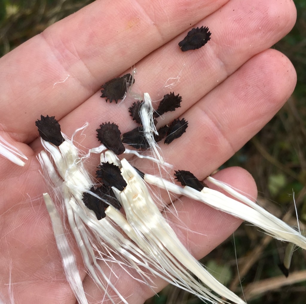 gonolobus-suberosus-anglepod-anglepod-milkvine-angularfruit-milkvine