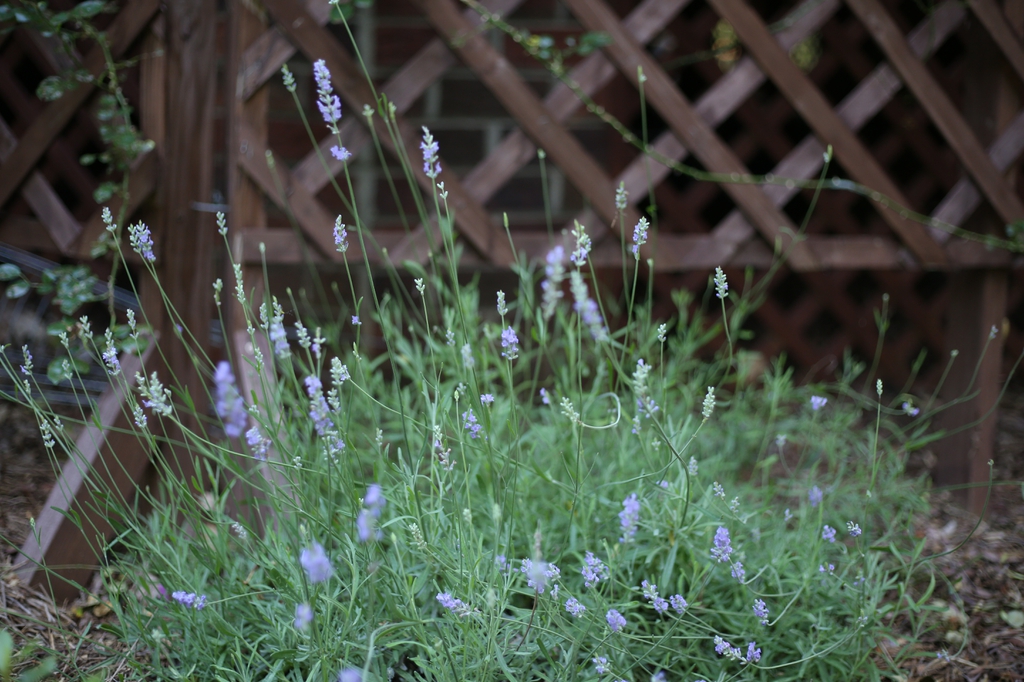 Lavandula angustifolia