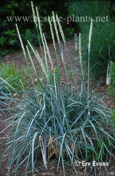 Leymus arenarius (Blue Lyme Grass, Blue Wile Rye, European Dune Grass ...