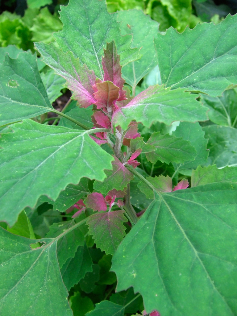 thumbnail image 2 of Chenopodium Album Seeds – Baconweed, Fat Hen, Frost-blite – 100 Seeds 2 of 5
