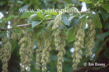 Pterostyrax hispidus (Epaulettetree) North Carolina Extension