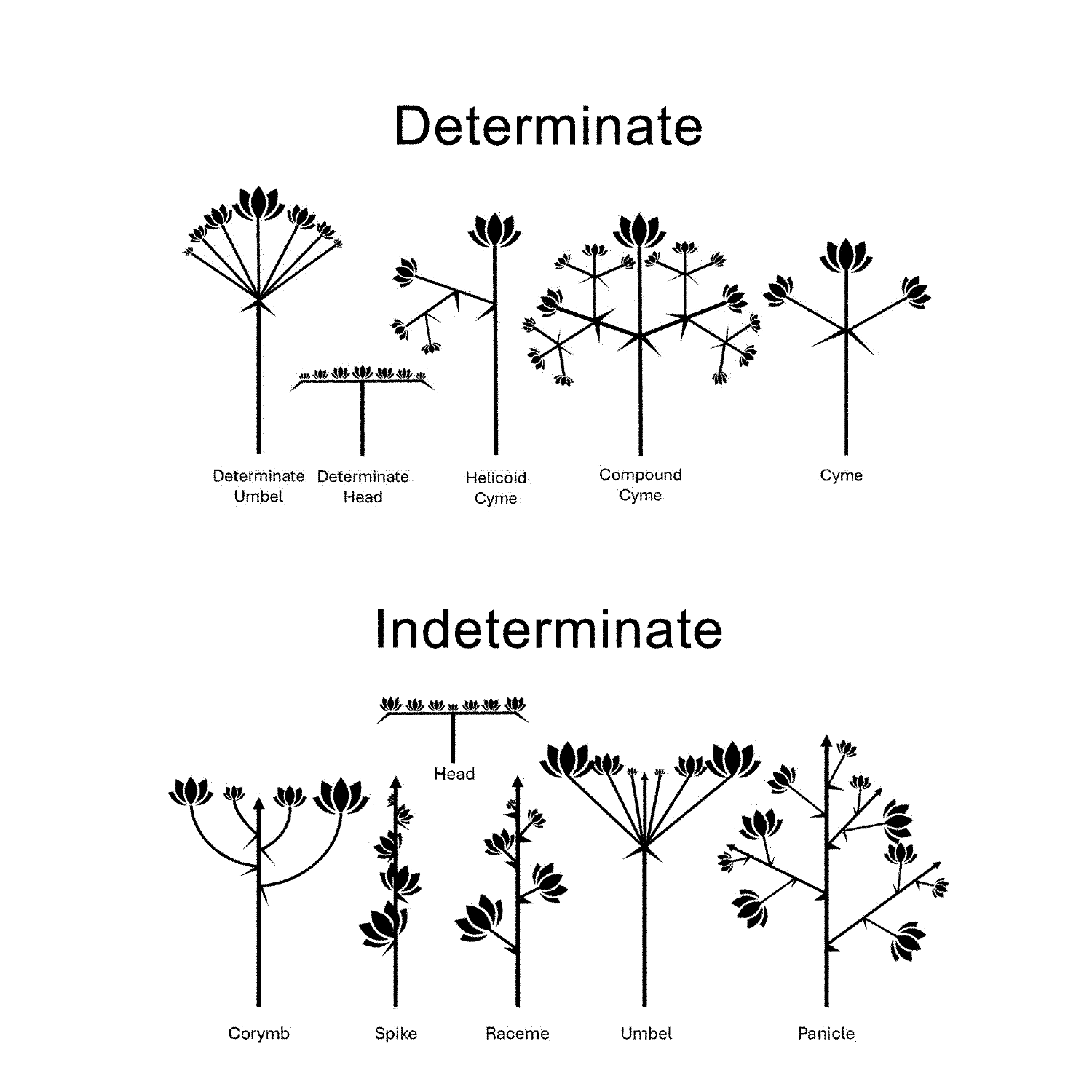 Diagram of determinate and indeterminate inflorescence types