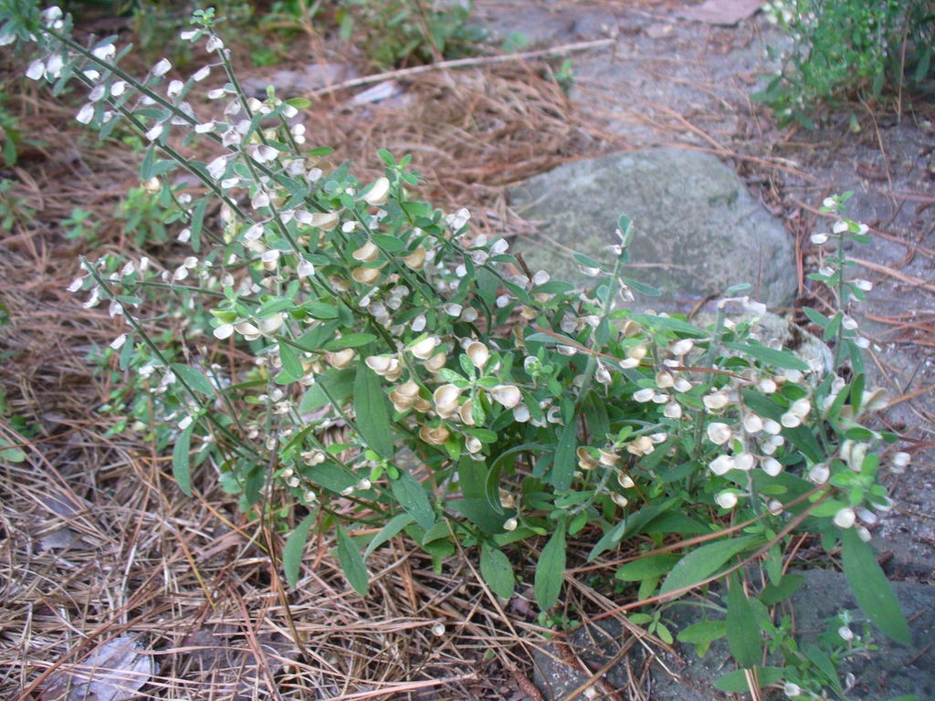 Seeds and form in summer in Moore County