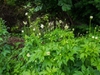 Anemone virginiana