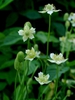 Anemone virginiana