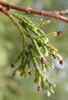Leaves and cones