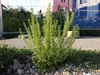 thumbnail image 2 of Chenopodium Album Seeds – Baconweed, Fat Hen, Frost-blite – 100 Seeds 2 of 5
