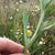 Wooly leaves with winged stems.