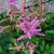 Astilbe x arendsii (Astilbe, False Spiraea) | North Carolina Extension ...