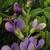 Baptisia australis